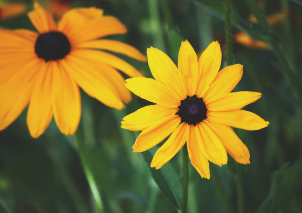istock Rudbeckia in the garden 1314478246