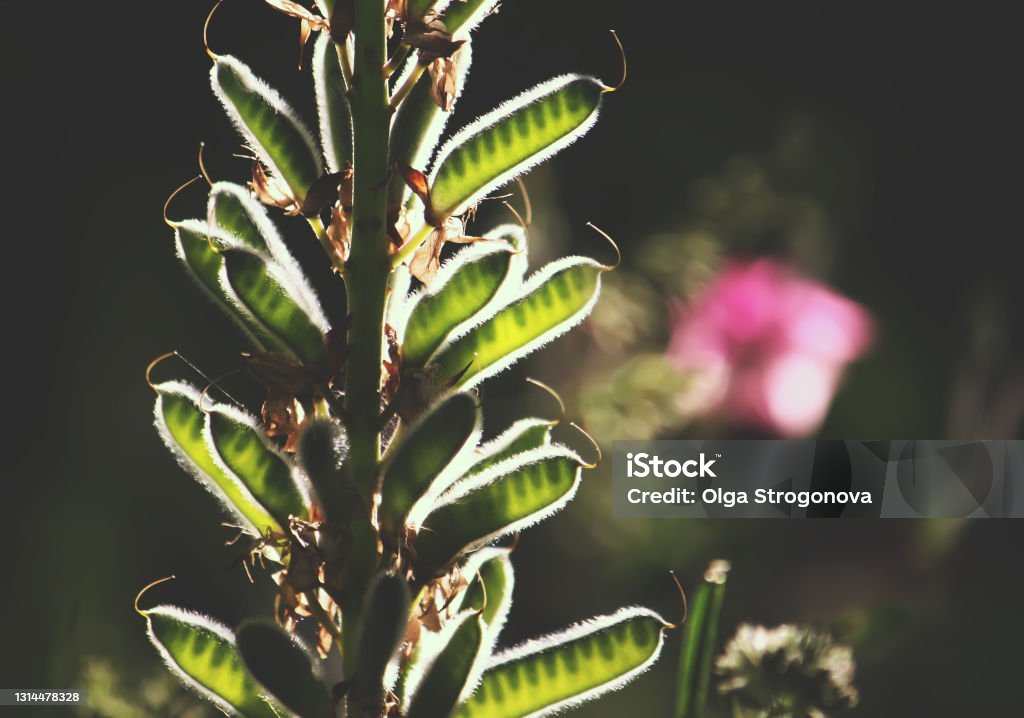 Pod of lupin Lupinus angustifolius Pod of lupin Lupinus angustifolius in sunlight Brown Stock Photo