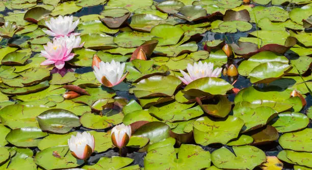 Flowers in Pond