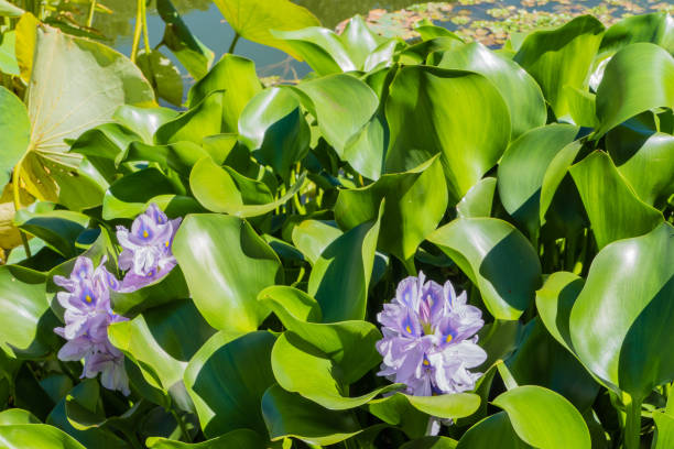 purple water hyacinths in pond - water hyacinth water plant pond nobody imagens e fotografias de stock