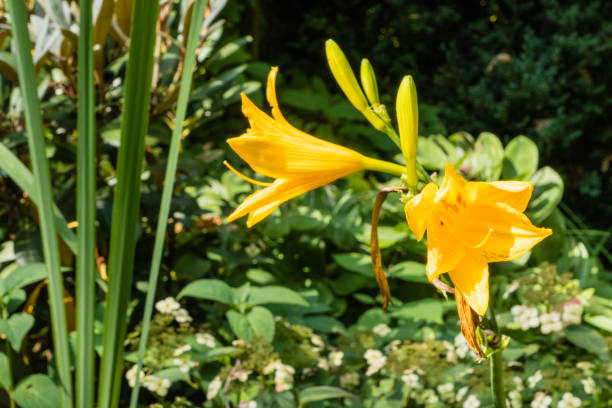 istock Beautiful yellow Lily 1314478912