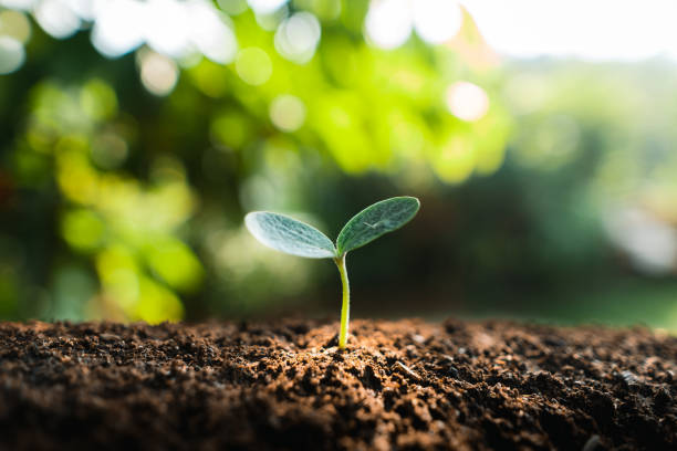 istock Young trees are growing on the soil in nature. 1314479122