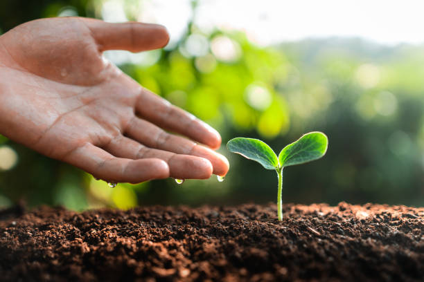 istock Young trees are growing on the soil in nature. 1314479133