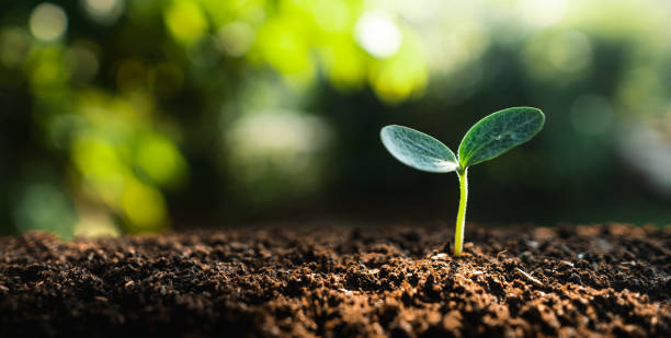 istock Young trees are growing on the soil in nature. 1314479144