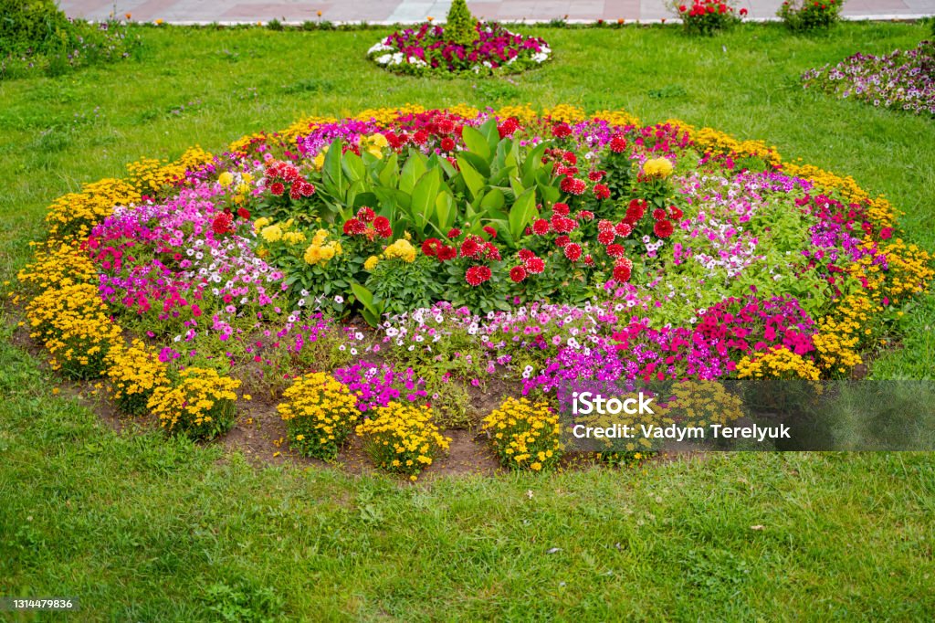 Hermosas Flores En Bonitos Paisajes Campo De Flores De Tulipán Foto de  stock y más banco de imágenes de Aire libre - iStock