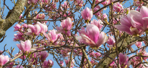 fleurs sur des brindilles de magnolia - sunlight flower magnolia flower head photos et images de collection