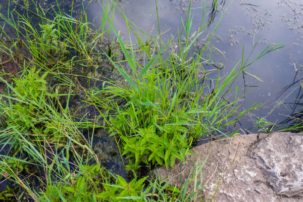 menta acuática en estanque natural - mentha aquatica fotografías e imágenes de stock