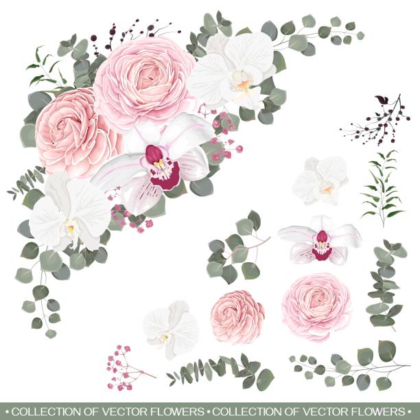 Vector floral elements for design Vector floral elements for design. Pink roses, orchids, berries, gypsophila, eucalyptus, green plants and flowers. All elements of the composition are isolated on a white background. campanula nobody green the natural world stock illustrations