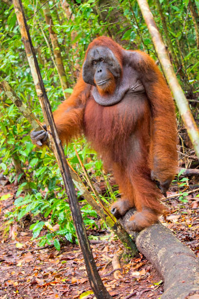 istock Orangutans, Tanjung Puting National Park, Borneo 1314483027