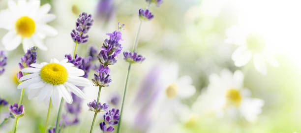 istock Daisy and lavender flowers on a meadow in summer 1314483059