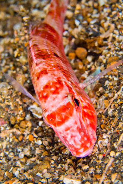 Small-spot Goatfish, Parupeneus heptacanthus, Lembeh, North Sulawesi, Indonesia, Asia