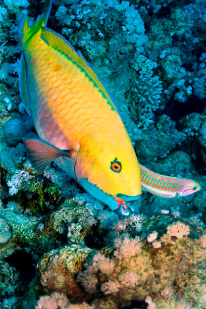 Parrotfish, Red Sea, Egypt Parrotfish, Coral Reef, Red Sea, Egypt, Africa parrot fish stock pictures, royalty-free photos & images