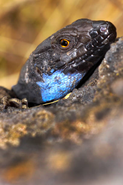 istock La Palma lizard, Sizeable lizard, Caldera de Taburiente National Park, Canary Islands, Spain 1314483112