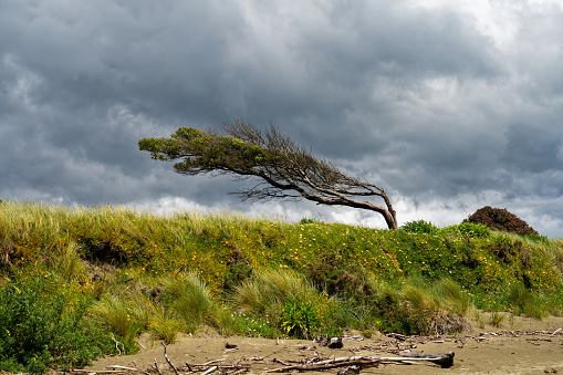Tree bent but not broken by the wind, Pohara, Golden Bay, Tasman region, New Zealand.