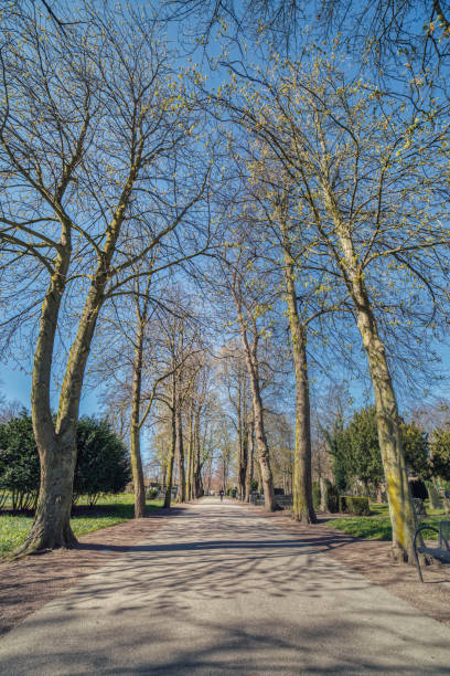 istock Malmo Old Historical Cemetery boulevard with bare trees and a walking person. Gamla Kyrkogarden avenue with a row of tall trees 1314485546
