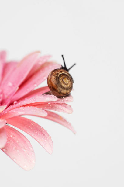 macrophotography of a small snail on a gerbera flower