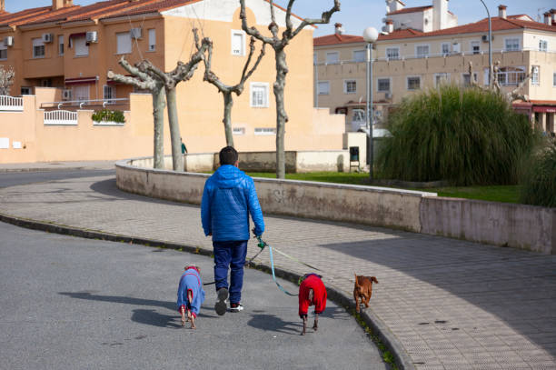 um homem anda com três cães de tamanho médio pela cidade, dois deles carregam roupas de estimação para o frio - number 3 competition one person street - fotografias e filmes do acervo