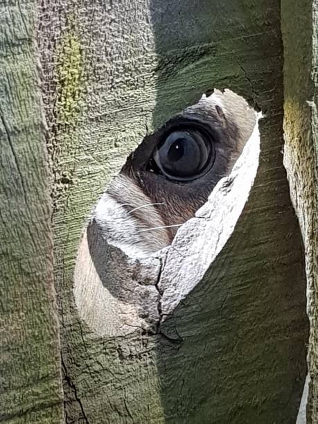 istock I got my eye on you 1314488361