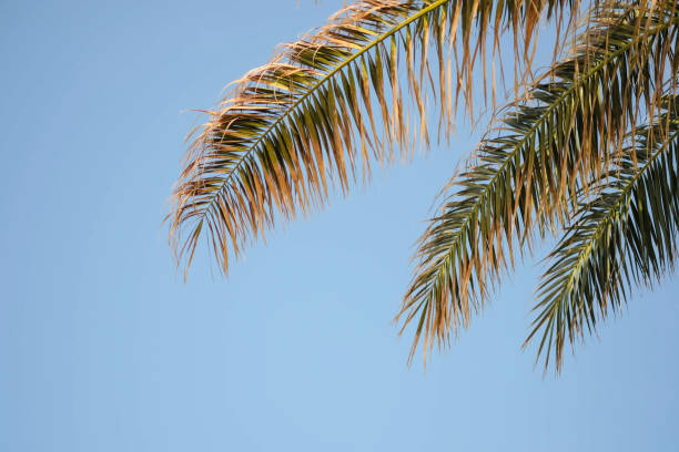 istock Fresh coconut tree with the sky bright atmosphere in daylight. on blue sky background, copy space 1314488415
