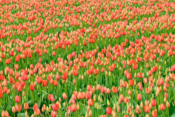Red Tulips blossoming in a field during springtime in the Noordoostpolder, Flevoland, The Netherlands. The Noordoostpolder is a polder in the former Zuiderzee designed initially to create more land for farming.