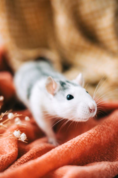 istock White funny decorative home rat sniffs the area on orange plaid. 1314488531