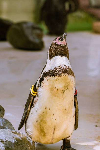 istock Humboldt penguins, Spheniscus humboldti 1314488535