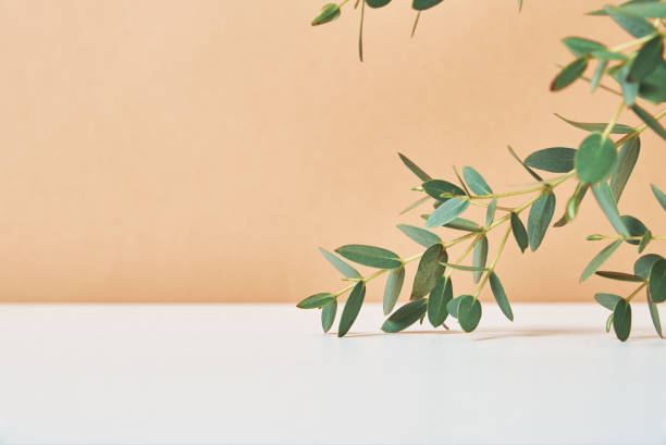 istock Empty platform with plant leaves on beige background 1314489595