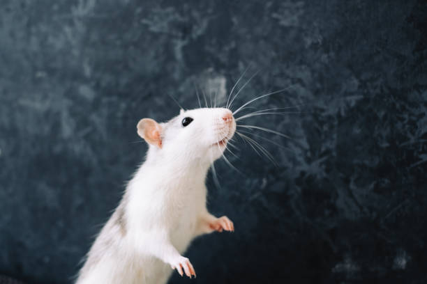 istock White funny decorative home rat isolated on dark background. 1314489823