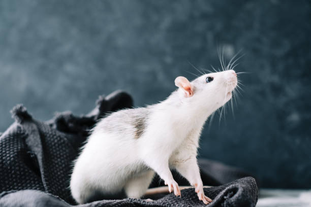 19,709 Funny Rat Stock Photos, Pictures & Royalty-Free Images - iStock