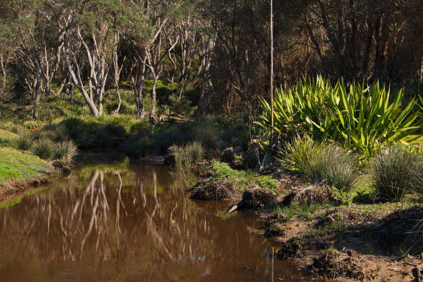 paisaje en pebbly beach en el parque nacional murramarang en australia - parque nacional murramarang fotografías e imágenes de stock