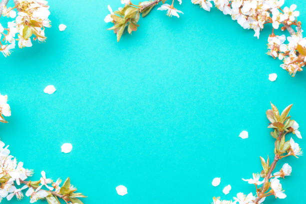 istock Spring border, spring blossom and April floral nature on blue background. Branches of blossoming apricot macro with soft focus. For easter and spring greeting cards with copy space. Springtime. 1314491203