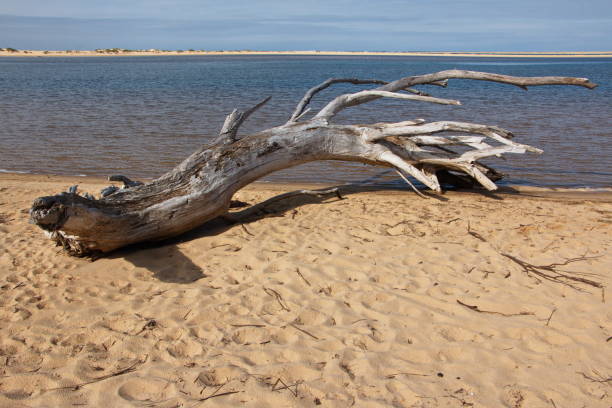 Driftwood on the beach in Marlo in Australia