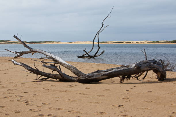 istock Driftwood on the beach in Marlo in Australia 1314491440