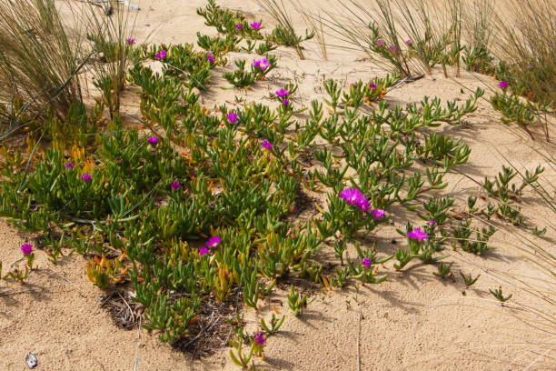 istock Succulent flower on a sandy beach in Australia 1314491468