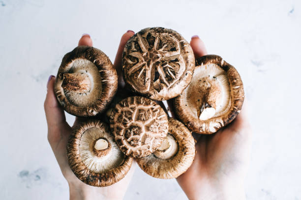 istock Shiitake mushrooms in hands on white background, close-up. 1314491725