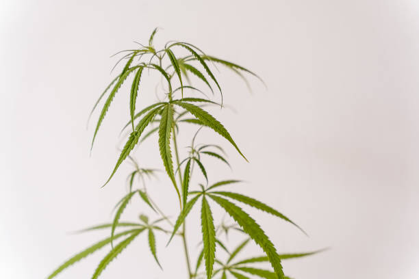 istock Indoors marijuana growing, planting cannabis 1314491810