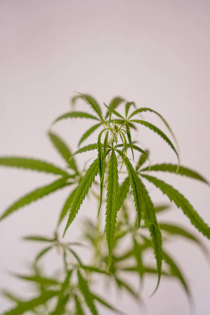 istock Indoors marijuana growing, planting cannabis 1314491844