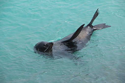 Seal in Lakes Entrance in Australia