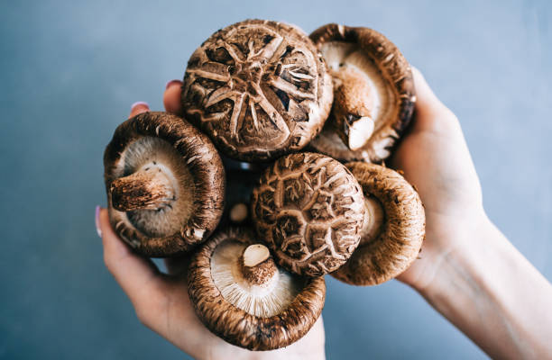 shiitake mushrooms in hands on blue background, close-up. - edible mushroom shiitake mushroom fungus chinese cuisine imagens e fotografias de stock