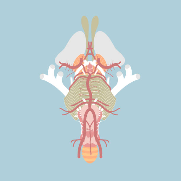 menschlicher hirnstamm, hirnnerven und blutversorgung des zentralen nervensystems, kreis von willis, innere organe anatomie körperteil - brain human spine brain stem cerebellum stock-grafiken, -clipart, -cartoons und -symbole