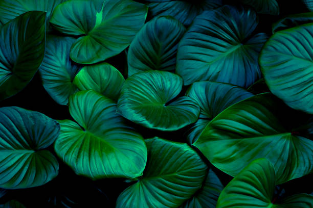 istock abstract green leaf texture, nature background, tropical leaf 1314494120