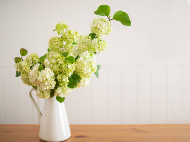 istock Viburnum flower in pitcher 1314494264