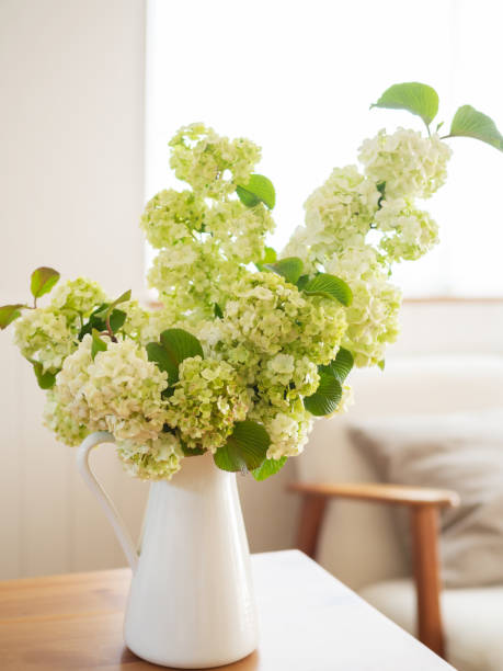 istock Viburnum flower in pitcher 1314494265