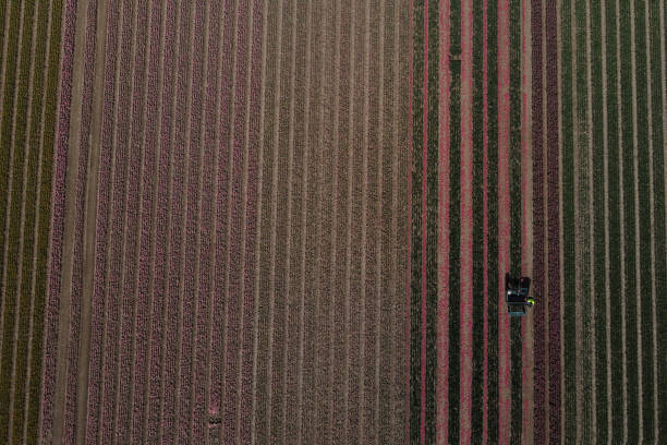 istock Tulip bulbs cultivation field in Belgium. 1314494453
