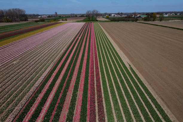 istock Tulip bulbs cultivation field in Belgium. 1314494480