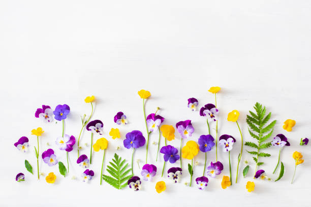 istock beautiful pansy violet summer flowers flatlay on white 1314495067