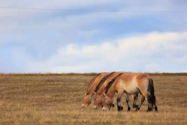 Photo of Przhivalski's horse in Mongolia. Mongolian steppe. landscape
