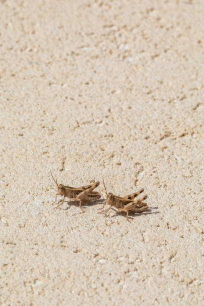 dwa koniki polne - locust two animals insect pest zdjęcia i obrazy z banku zdjęć