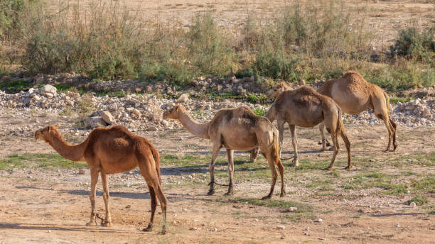istock Group of the four camels marching in unfolded formation 1314497989