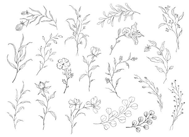 elegant hand drawn sketchy outlined floral elements, twigs branches and flowers set elegant hand drawn sketchy outlined floral elements, twigs branches and flowers set vector food branch twig stock illustrations